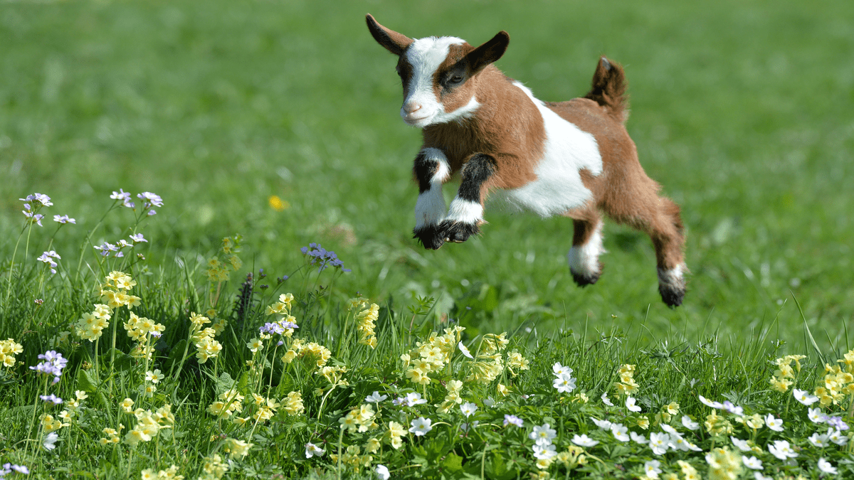 Capreolus Club Canned – A Salute To Jason Atherton For Banning Sick Goat Slayers